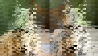 Wolf tötet Rind im Calfeisental – es ist der erste Grossvieh-Riss im Kanton St.Gallen