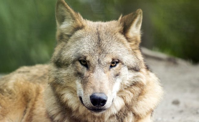 Wolf tötet Rind im Calfeisental – es ist der erste Grossvieh-Riss im Kanton St.Gallen