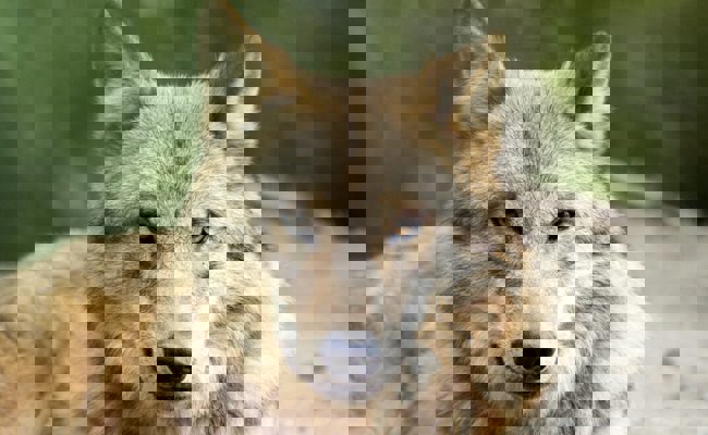 Wolf tötet Rind im Calfeisental – es ist der erste Grossvieh-Riss im Kanton St.Gallen