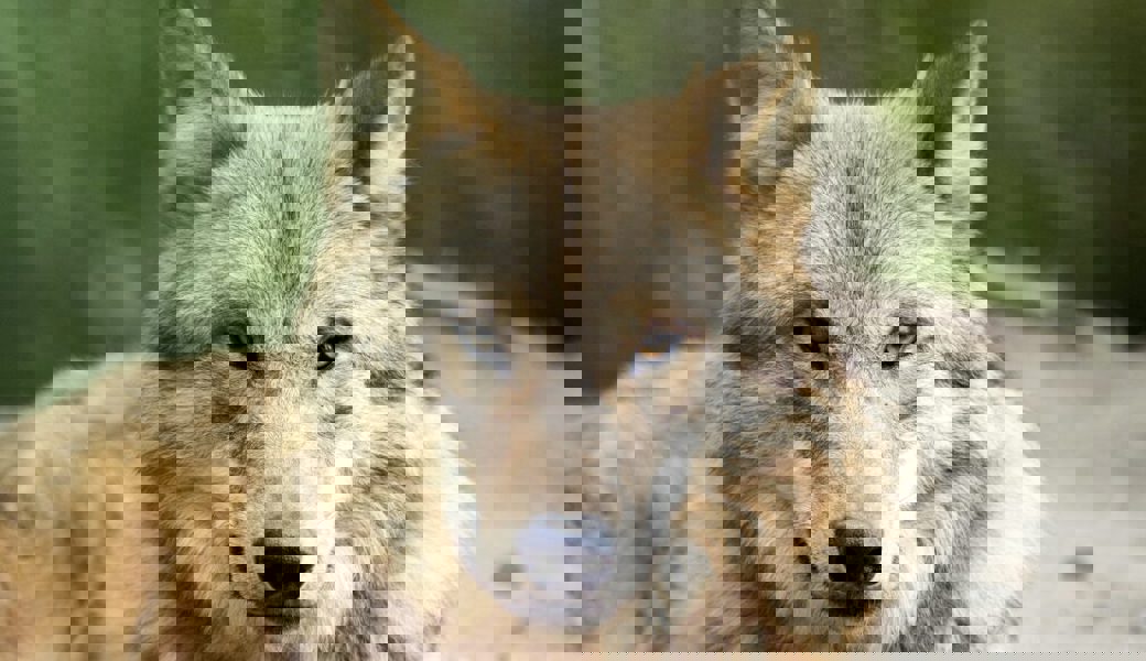  Ein Wolf hat ein Rind gerissen. Symbolbild: Alexandra Wey / Keystone