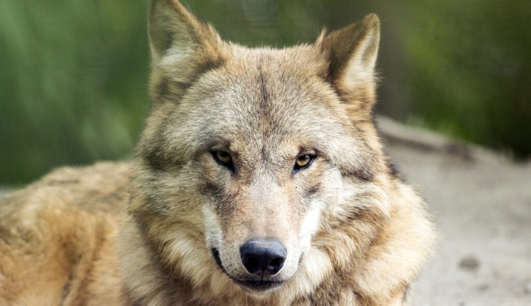  Ein Wolf hat ein Rind gerissen. Symbolbild: Alexandra Wey / Keystone