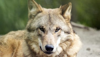 Wolf tötet Rind im Calfeisental – es ist der erste Grossvieh-Riss im Kanton St.Gallen