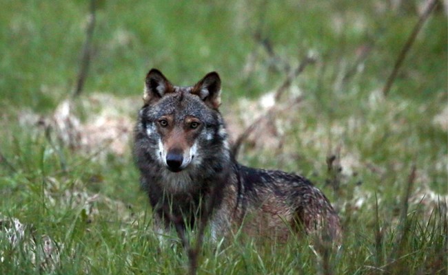 Mehr Rudel, weniger Schäden: Bund zufrieden mit der Wolfsjagd