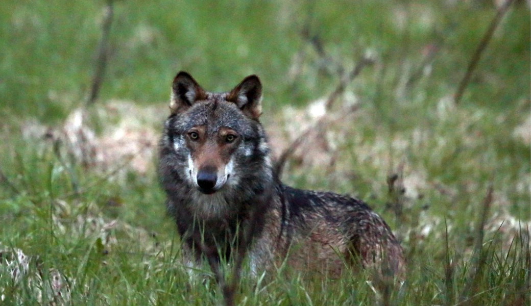 Mehr Rudel, weniger Schäden: Bund zufrieden mit der Wolfsjagd