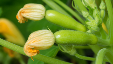 Gartentipp: Gut geplant ist halb geerntet