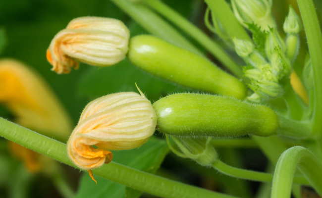 Gartentipp: Gut geplant ist halb geerntet