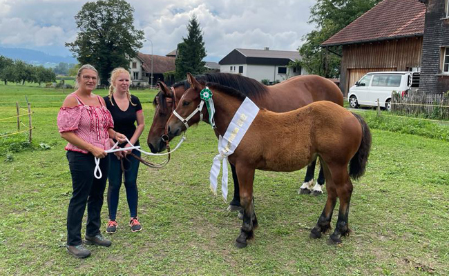 Höchste Bewertung für Fohlen und Stute der seltenen Rasse Burgdorfer