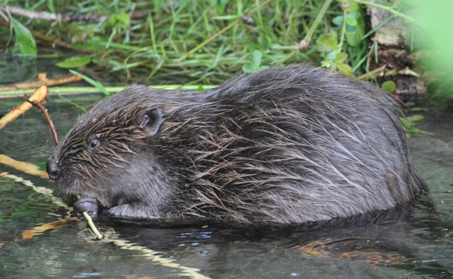 Biber sind unerwünscht: Kiesfang Hasenbünt soll saniert werden