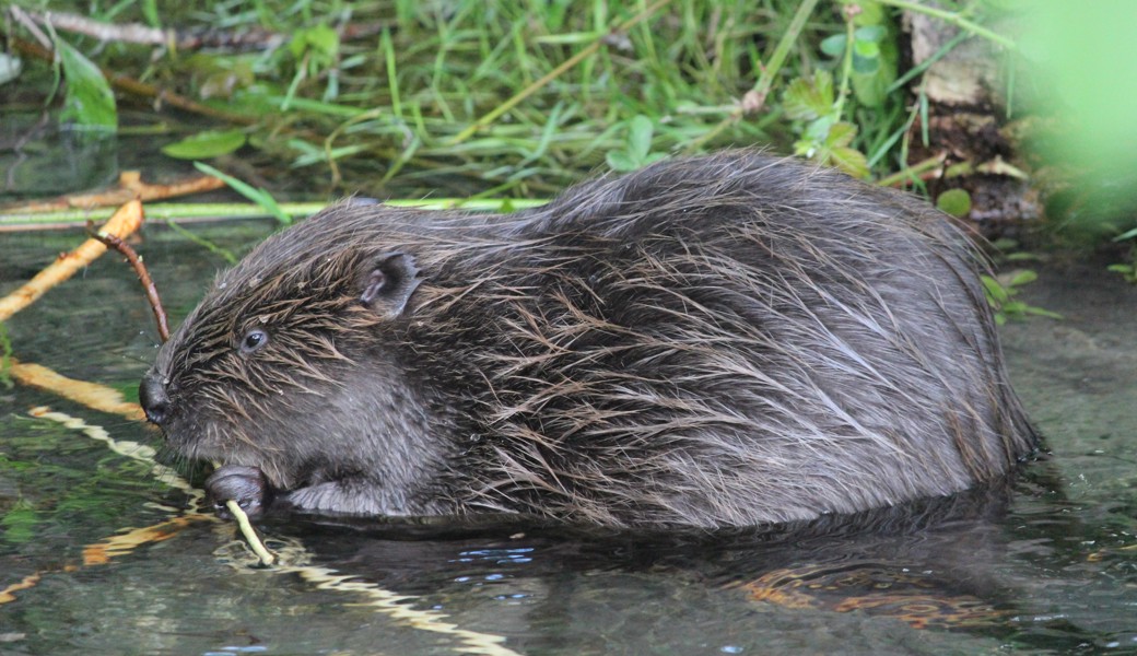 Die Gemeinde Grabs will präventive Massnahmen ergreifen, um der Ansiedlung von Bibern am Kiesfang Hasenbünt entgegenzuwirken.