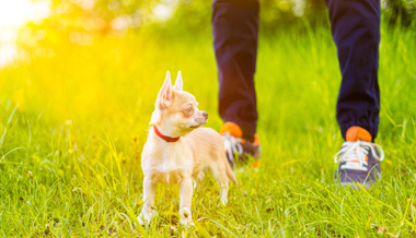 Gebell bis ans Bundesgericht: Renitenter Jogger beschimpft Chihuahua-Besitzer