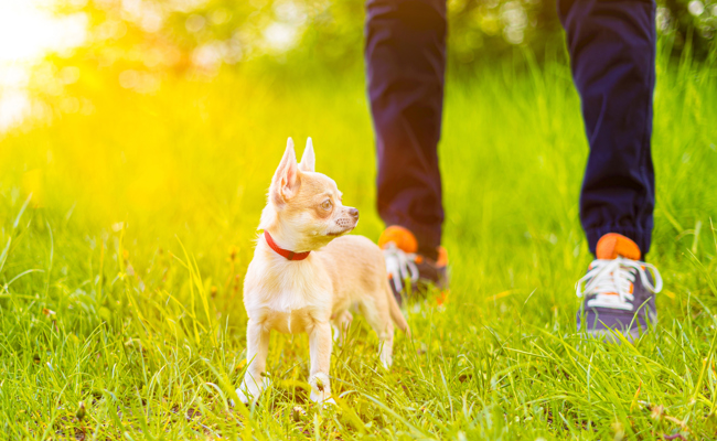 Gebell bis ans Bundesgericht: Renitenter Jogger beschimpft Chihuahua-Besitzer