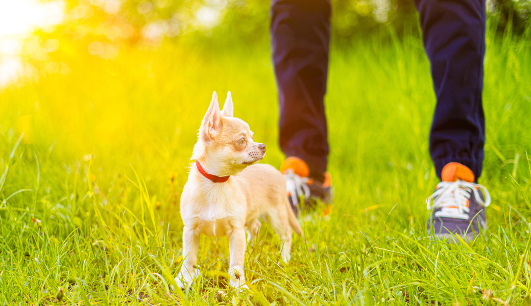 Ein Mann wollte nur seinen Chihuahua ausführen – stattdessen wurde er beschimpft.
