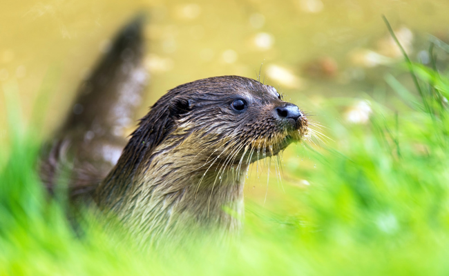 Warum die Rückkehr des Fischotters im St.Galler Rheintal nicht nur Freude bereitet
