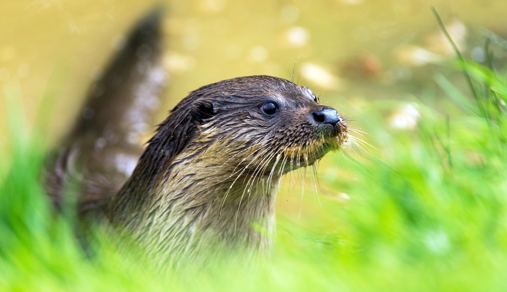 Warum die Rückkehr des Fischotters im St.Galler Rheintal nicht nur Freude bereitet