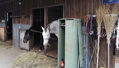 Happige Vorwürfe gegen Pferdehalter – dieser weist sie zurück