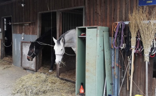 Happige Vorwürfe gegen Pferdehalter – dieser weist sie zurück