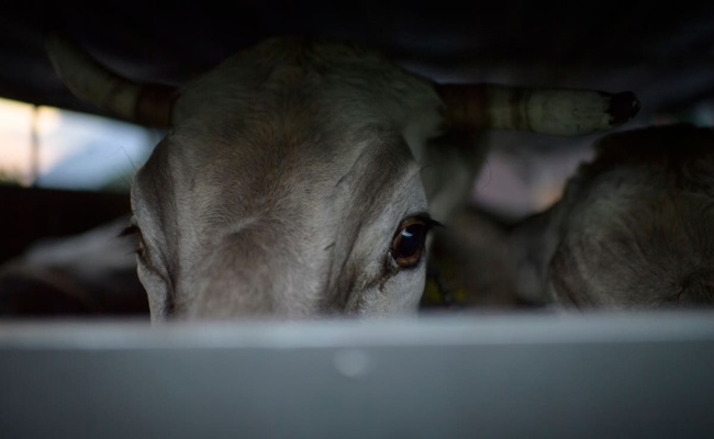 Freispruch für Viehhändler und Chauffeur nach Schlachttransport