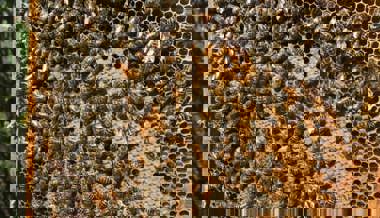 Nach Krisenjahr sorgt das sonnige Frühjahr für die Imker für einen Lichtblick