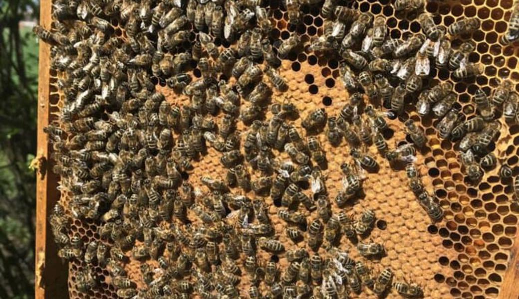  Dank des sonnigen und milden Frühjahrs konnten sich die Bienenvölker gut entwickeln. 