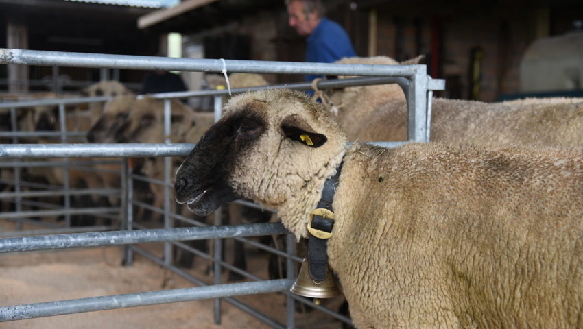  Typ, Fundament und Wolle werden bei der Schafschau beurteilt.