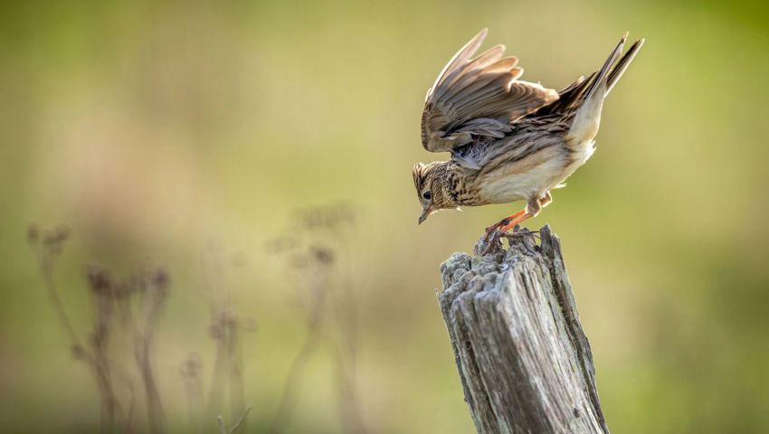 Nur noch wenige Feldlerchen finden sich in der Ostschweiz.