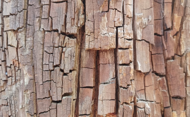 Farben-, Formen- und Strukturen-Vielfalt: Bilder aus dem Wald