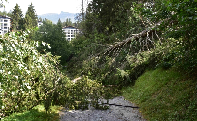 Wanderer bei Unwetter durch umstürzenden Baum verletzt
