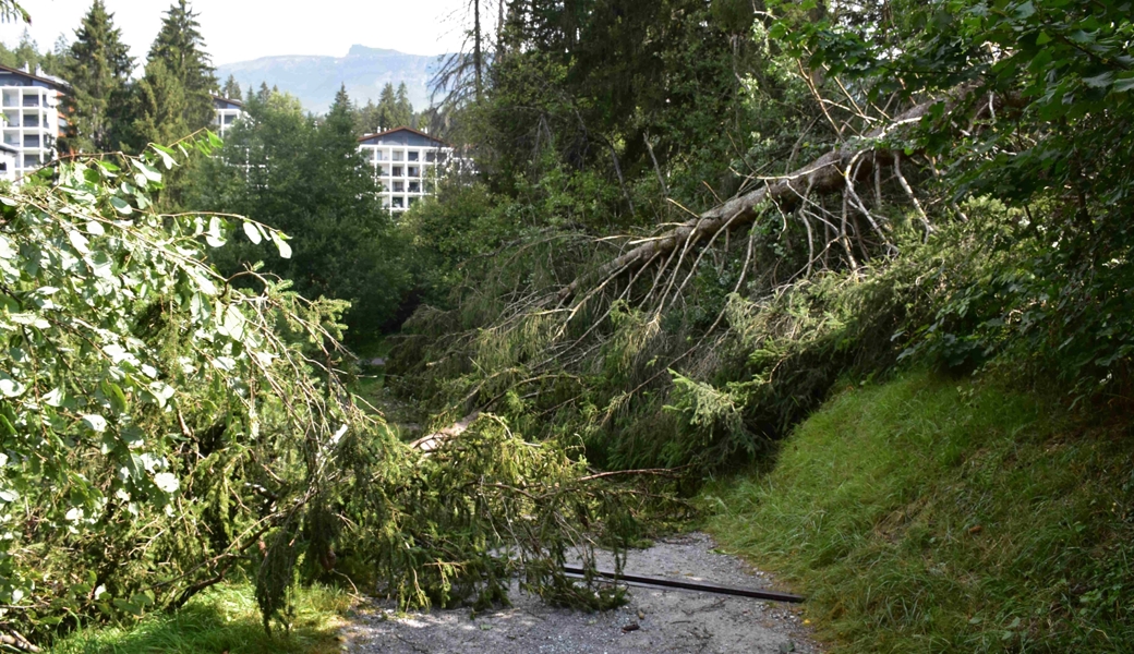 Wanderer bei Unwetter durch umstürzenden Baum verletzt