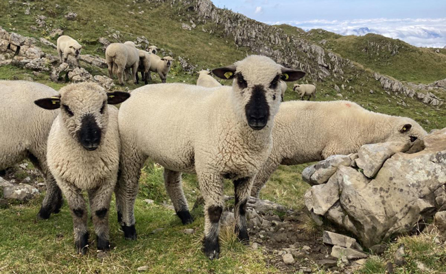 Nach Wolfsangriff: Schafzüchter beenden Saison abrupt und geben Alp auf