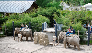 Knies Kinderzoo schafft das Elefantenreiten Ende Jahr ab
