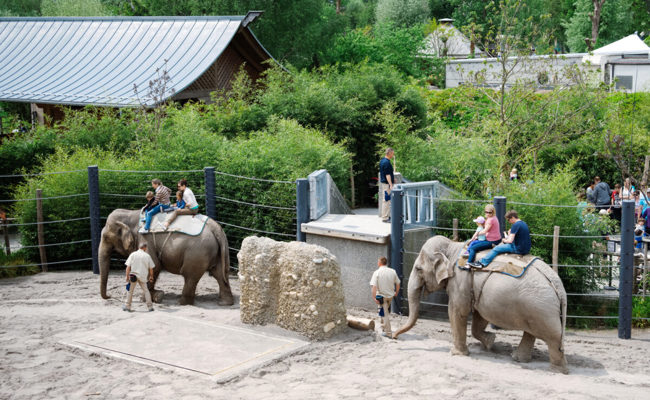 Knies Kinderzoo schafft das Elefantenreiten Ende Jahr ab