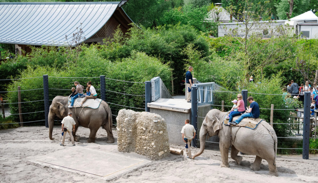 Das Elefantenreiten war für die Kinder mehrerer Generationen eine der liebsten Attraktionen in Knies Kinderzoo.