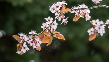 Die Natur erwacht in ihrer Farbenpracht