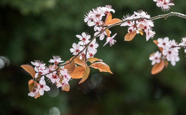 Die Natur erwacht in ihrer Farbenpracht
