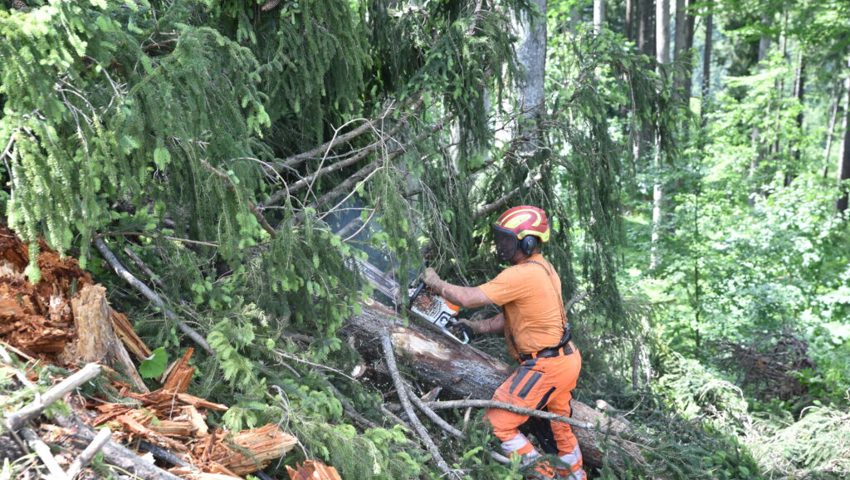  Grabus-Mitarbeiter beim Ausasten eines gefällten Baums.