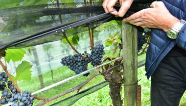 Heitere Stimmung und guten Wein gab es am Winzerfest auf dem Trübliweg