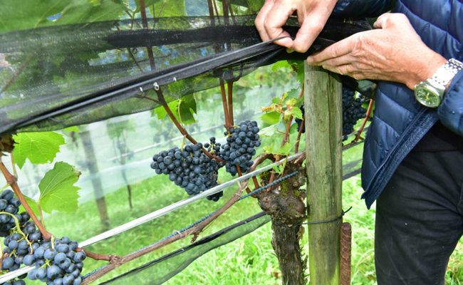Heitere Stimmung und guten Wein gab es am Winzerfest auf dem Trübliweg