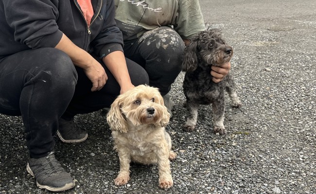 Verurteilter Einbrecher fordert Strafreduktion und kämpft vor dem Kantonsgericht für Freispruch