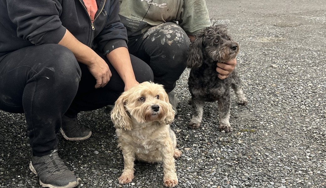 Die Hündchen May (links) und Hankook schlugen die Täter mit lautstarkem Gebell in die Flucht.