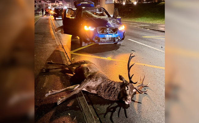 Kapitaler Hirsch wird angefahren und muss erschossen werden