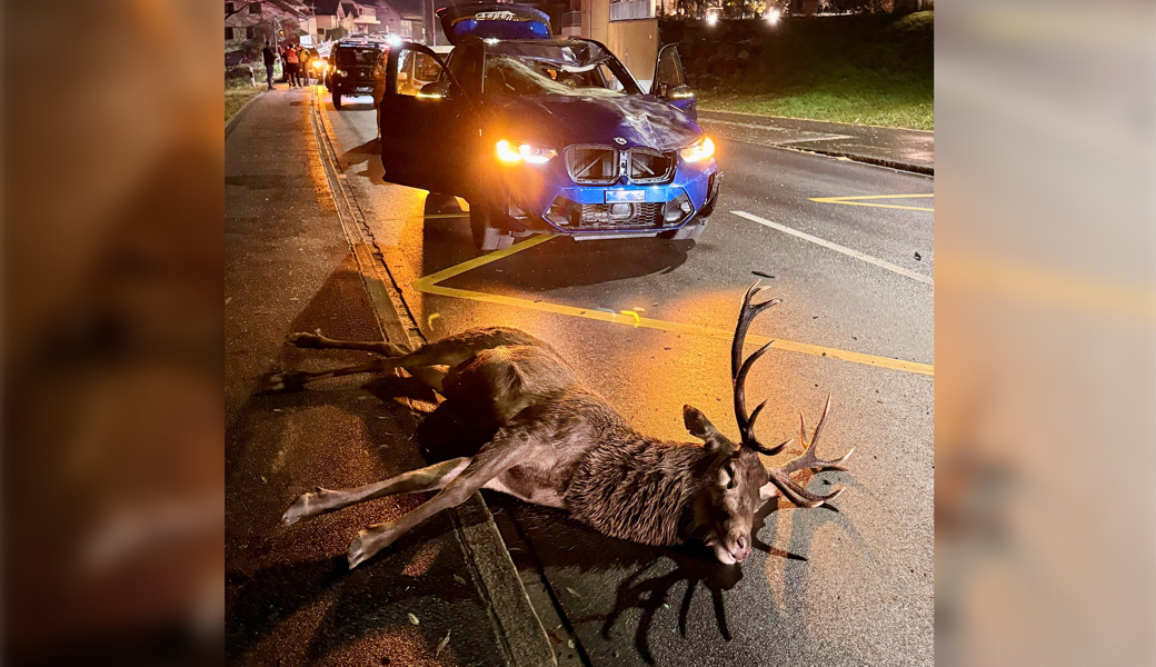 Kapitaler Hirsch wird angefahren und muss erschossen werden