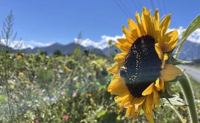 Die bunte Farbenpracht erleichtert den Abschied vom warmen Sommer