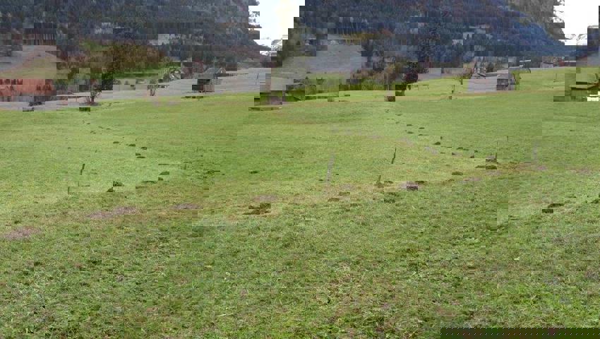  Das Tier hat im 90-Grad-Winkel der Grenze entlang gegraben.