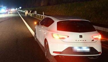 Viehanhänger mit drei Rindern kippt auf Autobahn – Tiere werden rausgeschleudert