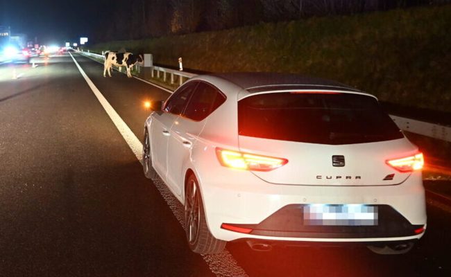 Viehanhänger mit drei Rindern kippt auf Autobahn – Tiere werden rausgeschleudert