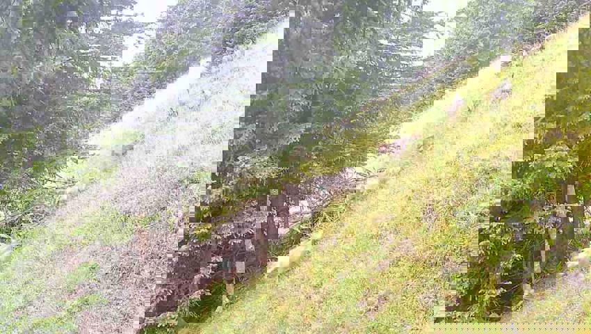 Eine Wildkamera im St.Galler Calfeisental fotografierte fünf Wolfswelpen.