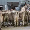 Wegen Hitze und Trockenheit: Schlachthöfe haben mehr zu tun als in den Vorjahren