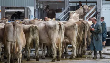 Wegen Hitze und Trockenheit: Schlachthöfe haben mehr zu tun als in den Vorjahren