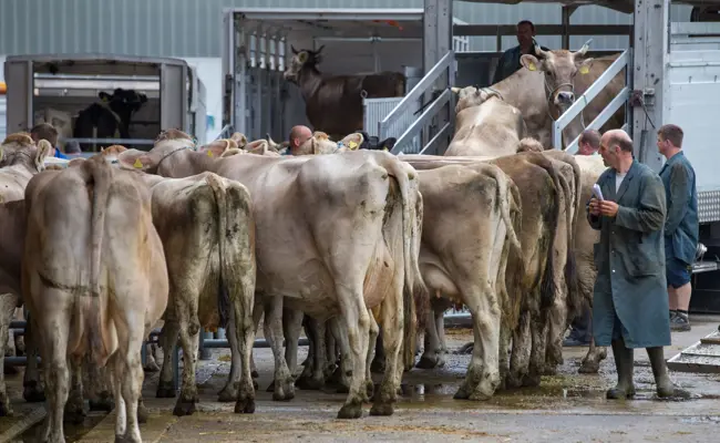 Wegen Hitze und Trockenheit: Schlachthöfe haben mehr zu tun als in den Vorjahren