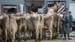 Wegen Hitze und Trockenheit: Schlachthöfe haben mehr zu tun als in den Vorjahren